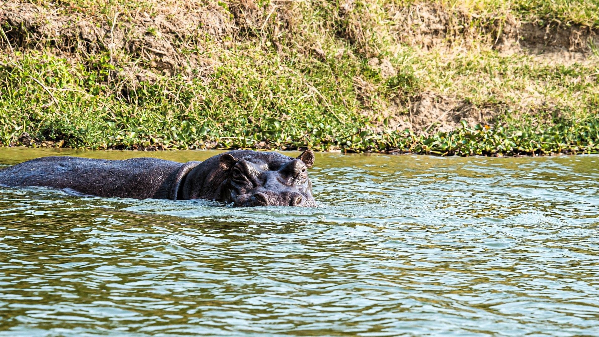 Ein Flusspferd mit Kopf und Rücken über der Wasseroberfläche schwimmt in einem Fluss neben einem grasbewachsenen Ufer.