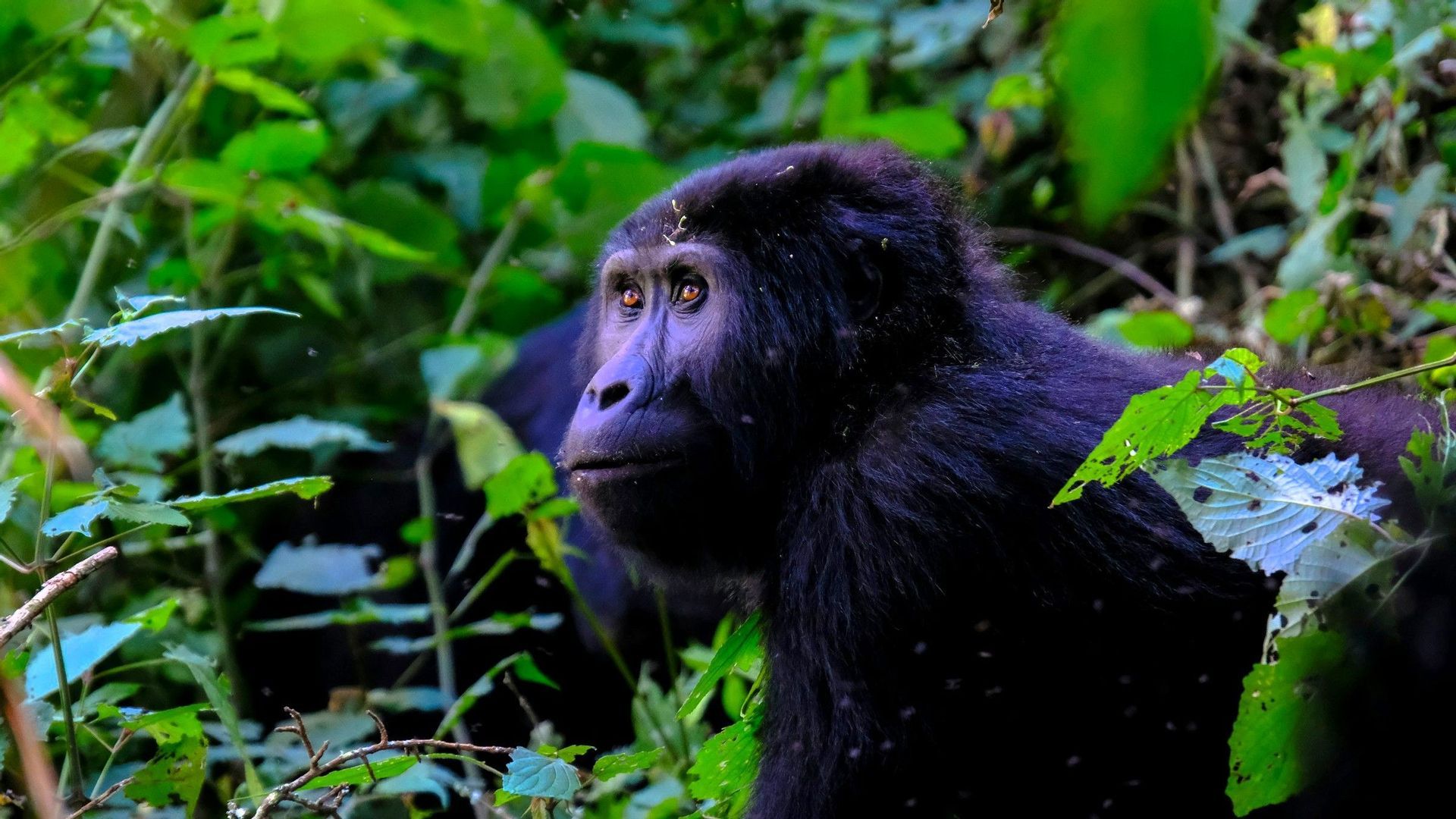 Ein schwarzer Gorilla mit bernsteinfarbenen Augen blickt aus einem dichten, grünen Dschungeldickicht nach links.