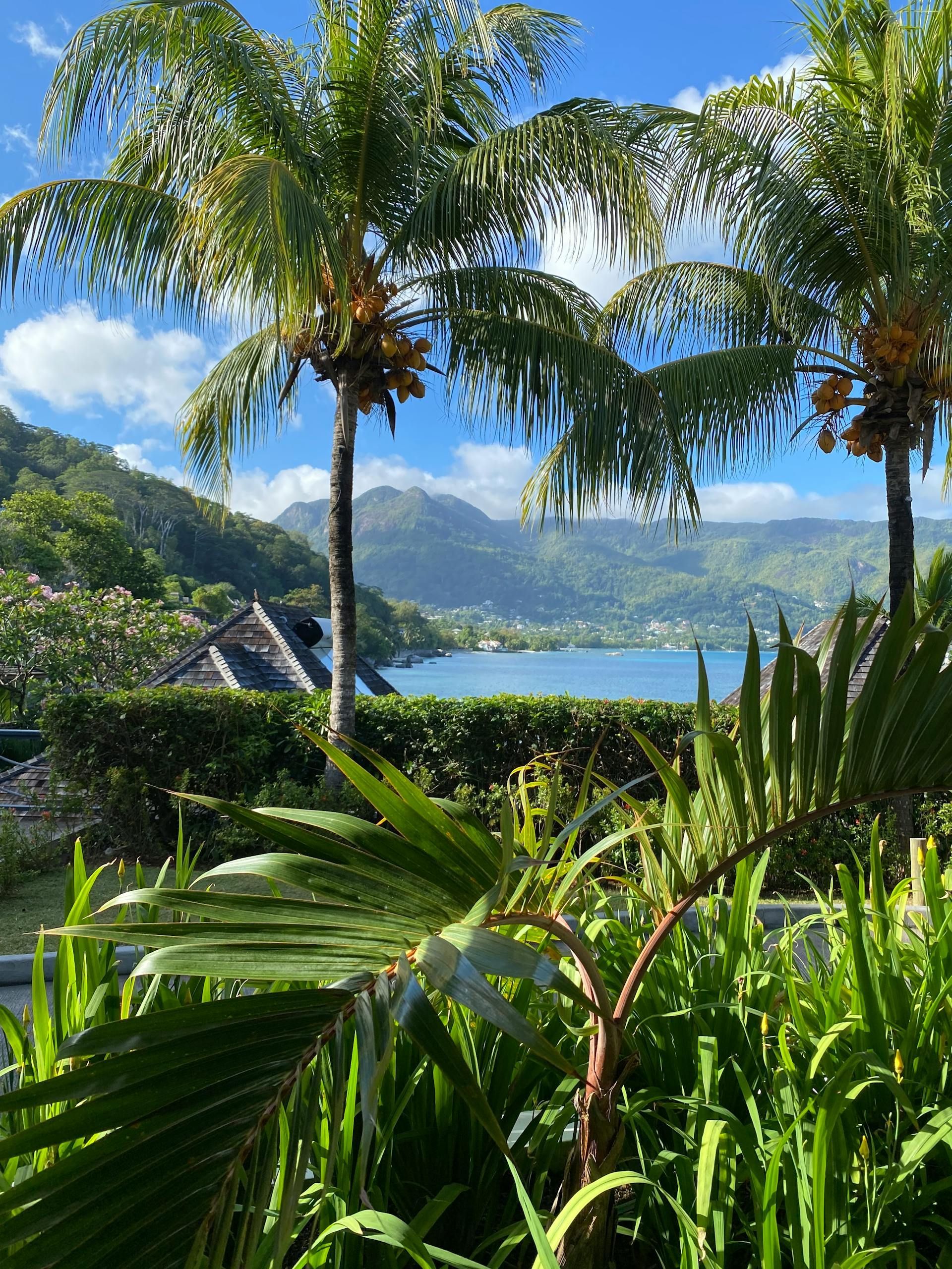 Ein Blick durch üppig grünes Laub und zwei hohe Palmen auf eine blaue Bucht mit bewaldeten Bergen im Hintergrund.