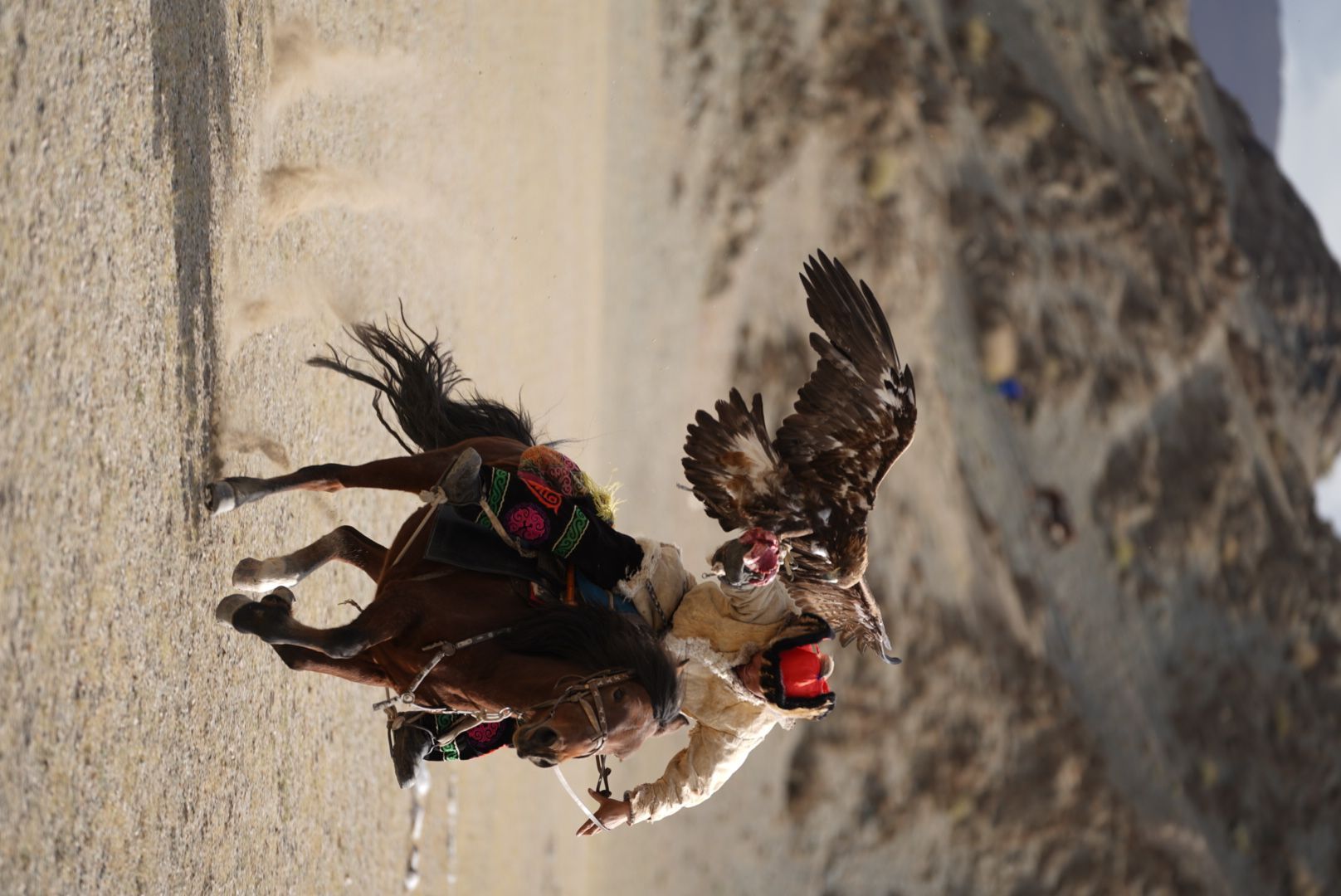 Un cacciatore d'aquile in abiti tradizionali galoppa a cavallo, con un'aquila appollaiata sul braccio che spiega le ali.