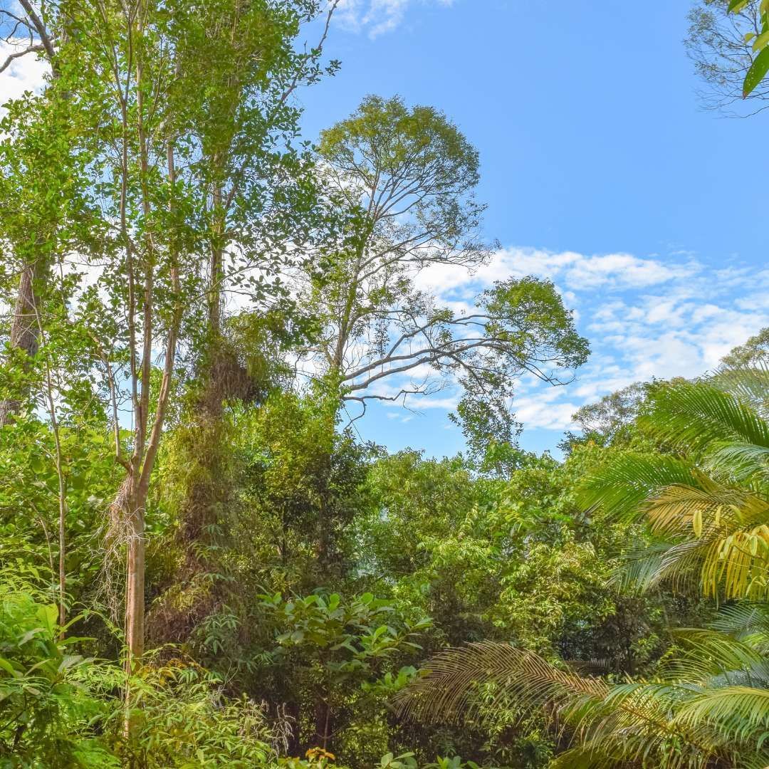 El dosel verde exuberante de una densa selva visto desde abajo, con árboles altos que se elevan hacia un cielo azul con nubes blancas.