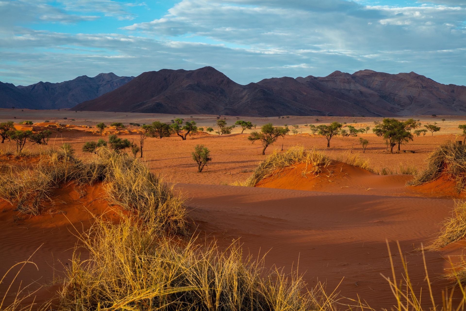 Un paesaggio desertico con dune di sabbia rossa, alberi sparsi e una catena montuosa in lontananza sotto un cielo blu.