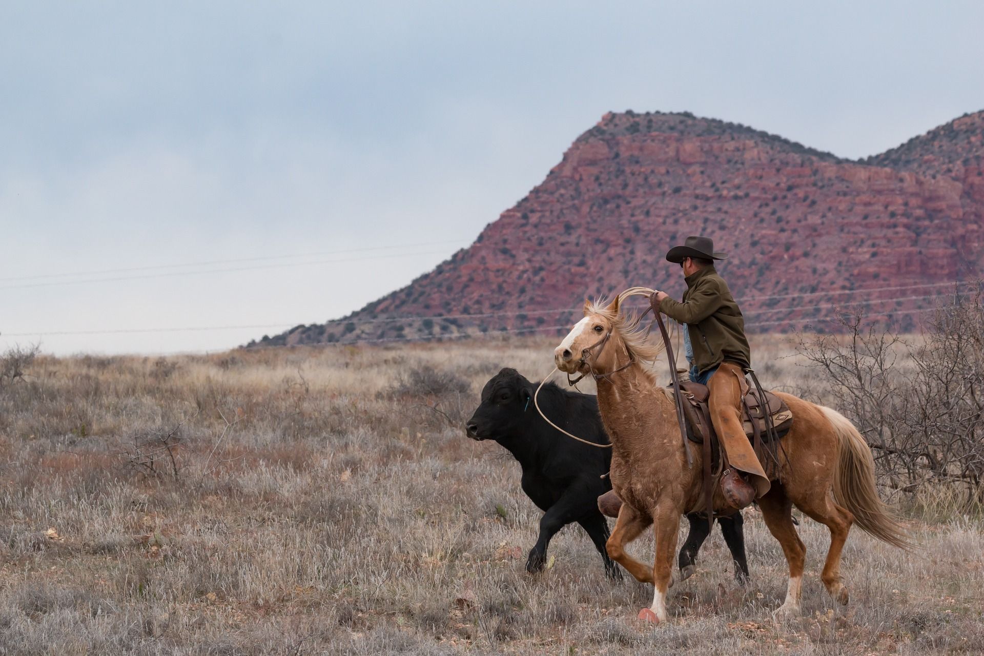 Un cowboy su un cavallo palomino usa una corda per radunare un vitello nero attraverso un campo secco ed erboso con una mesa rossa sullo sfondo.