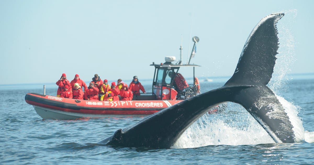 La queue d'une grande baleine jaillit de l'eau devant un groupe WeRoad en excursion sur un bateau de tourisme rouge.