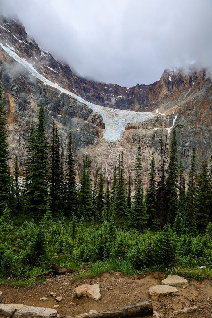 Un gran glaciar se asienta sobre una montaña rocosa y cubierta de nubes, con un denso bosque de altos pinos verdes en primer plano.