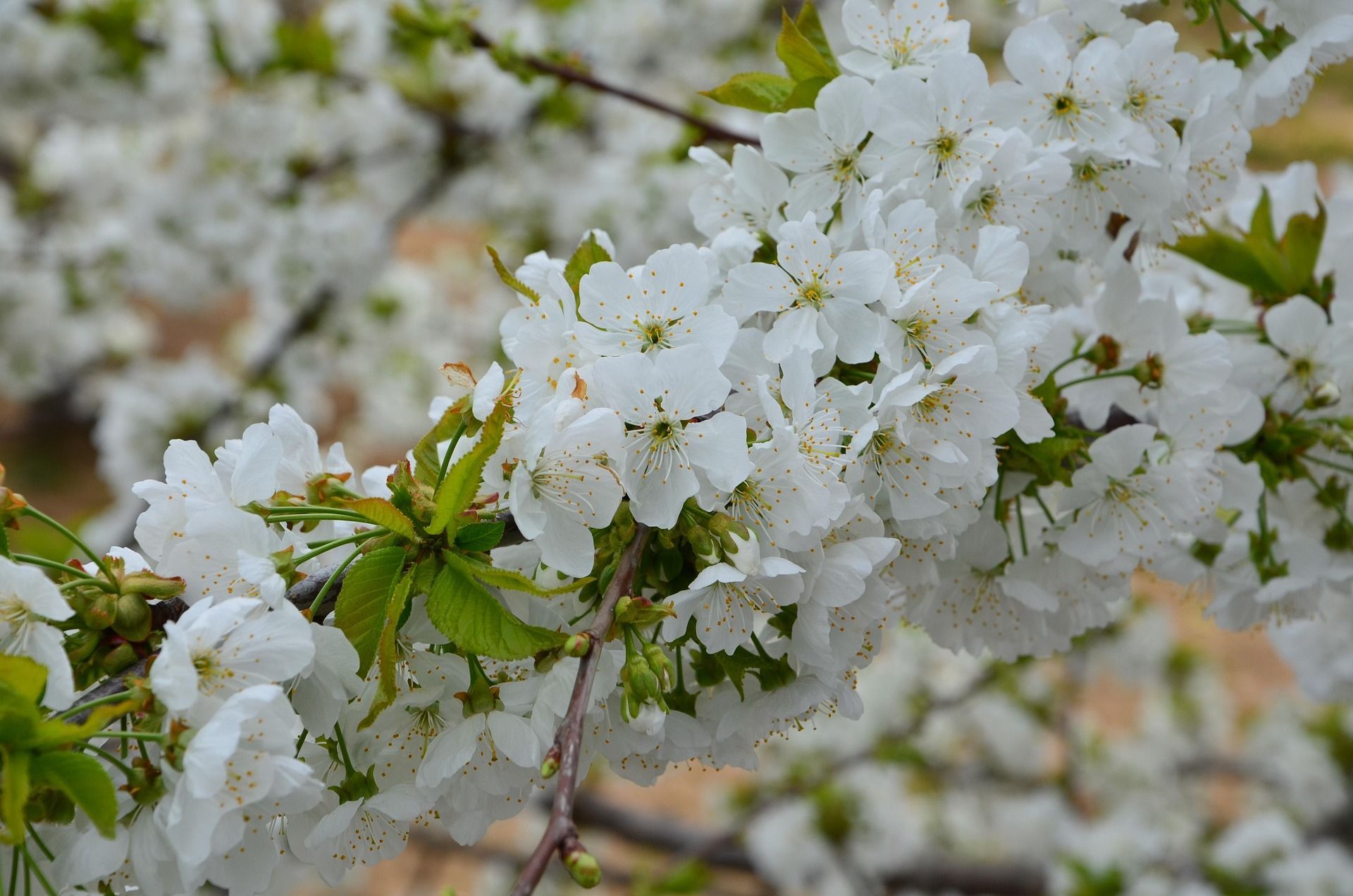 Primer plano de una rama de árbol en plena floración, con densos racimos de pequeñas flores blancas y nuevas hojas verdes.