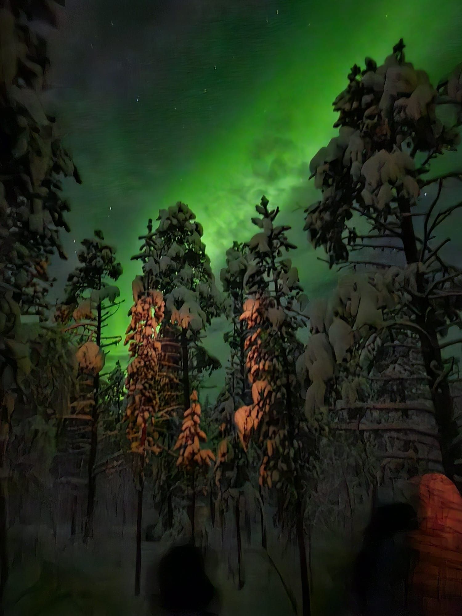 Una vista dal basso dell'aurora boreale verde che splende nel cielo notturno sopra una foresta di pini innevati.