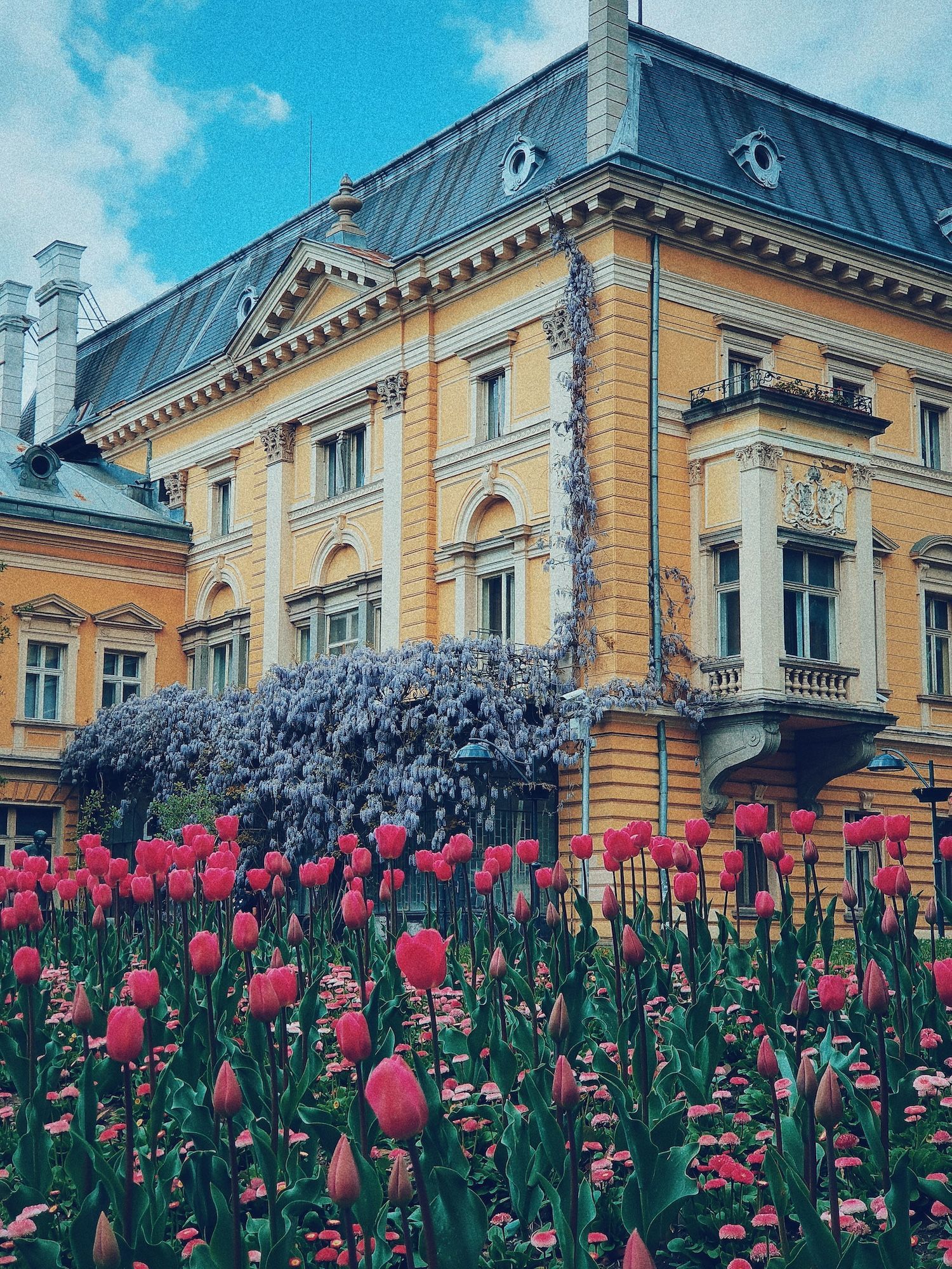 Un giardino di tulipani rosa e glicini viola in piena fioritura davanti a un edificio giallo ornato.