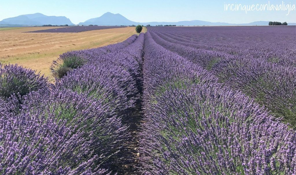 Lunghe e ordinate file di fiori di lavanda viola in un vasto campo che si estende verso montagne lontane sotto un cielo sereno.