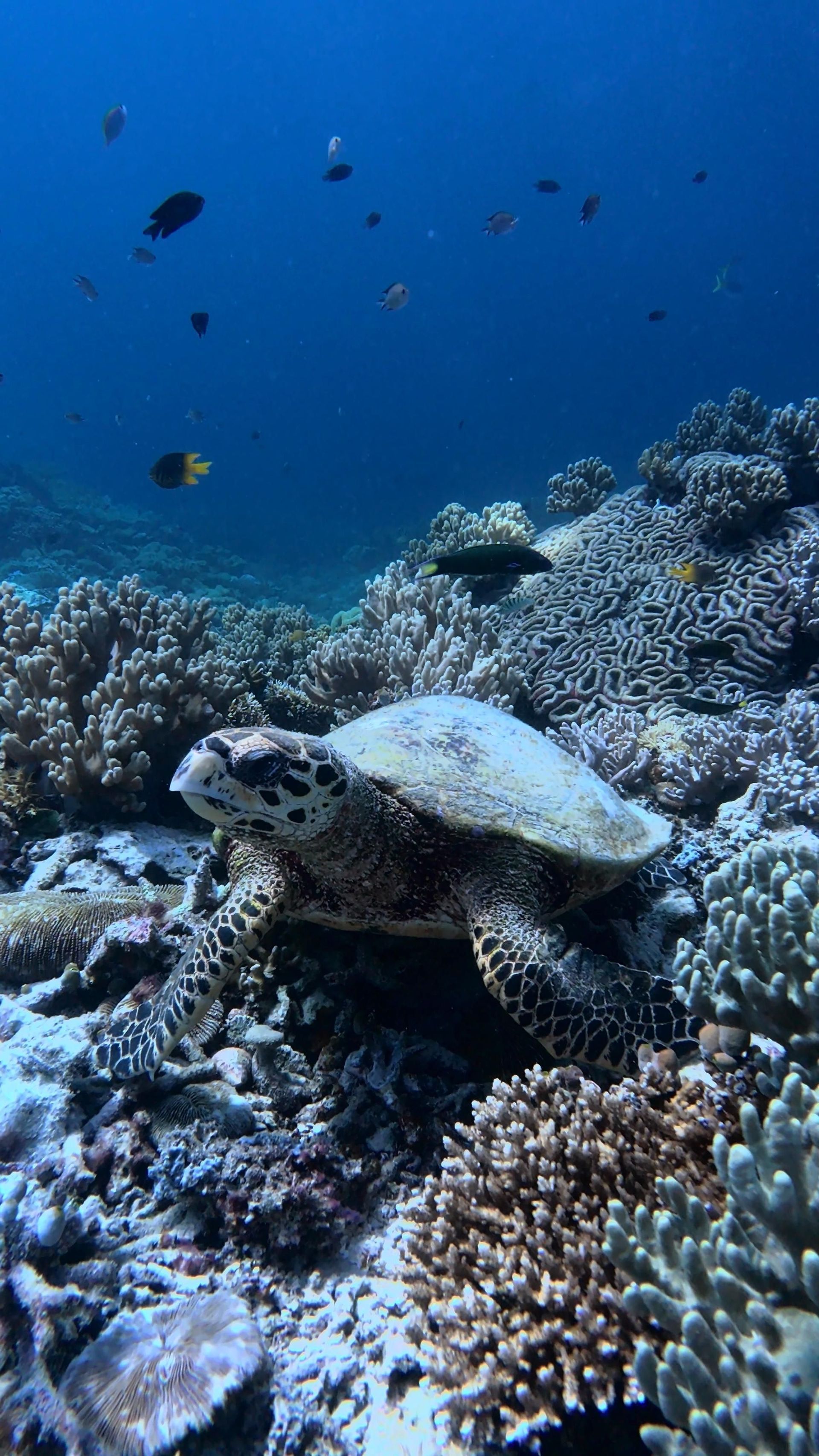 Una tartaruga embricata riposa su una barriera corallina in acque blu profonde, con piccoli pesci che nuotano sullo sfondo.