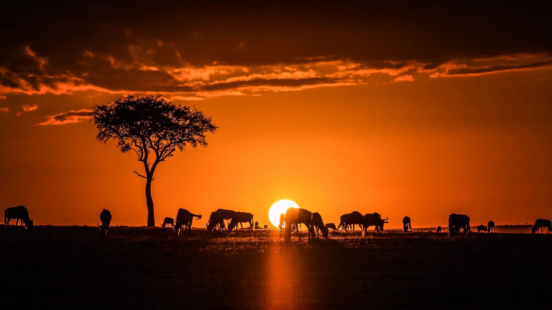 Un troupeau de gnous et un acacia se silhouettent sur un coucher de soleil orange profond dans la savane.