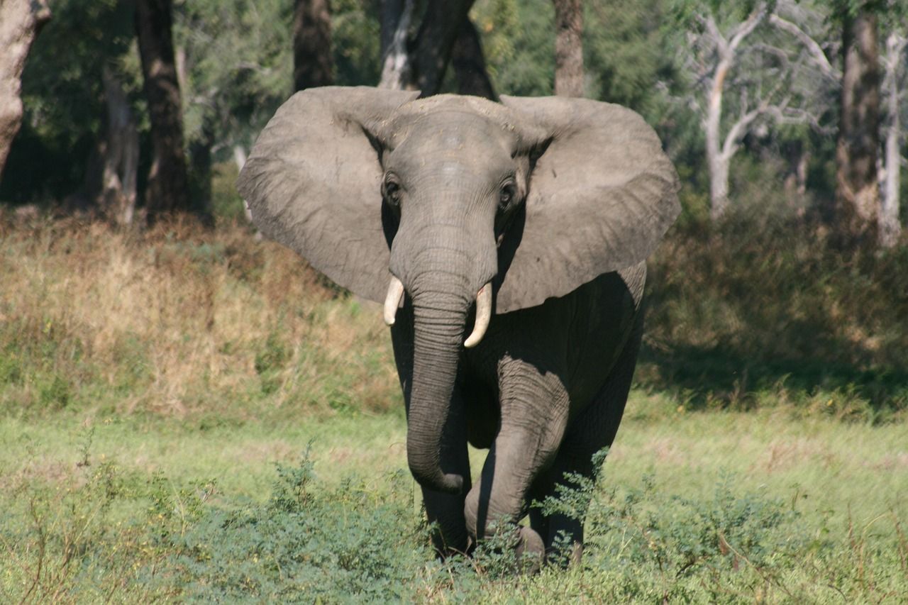 An elephant with tusks walks towards the camera through tall grass in a savanna setting.