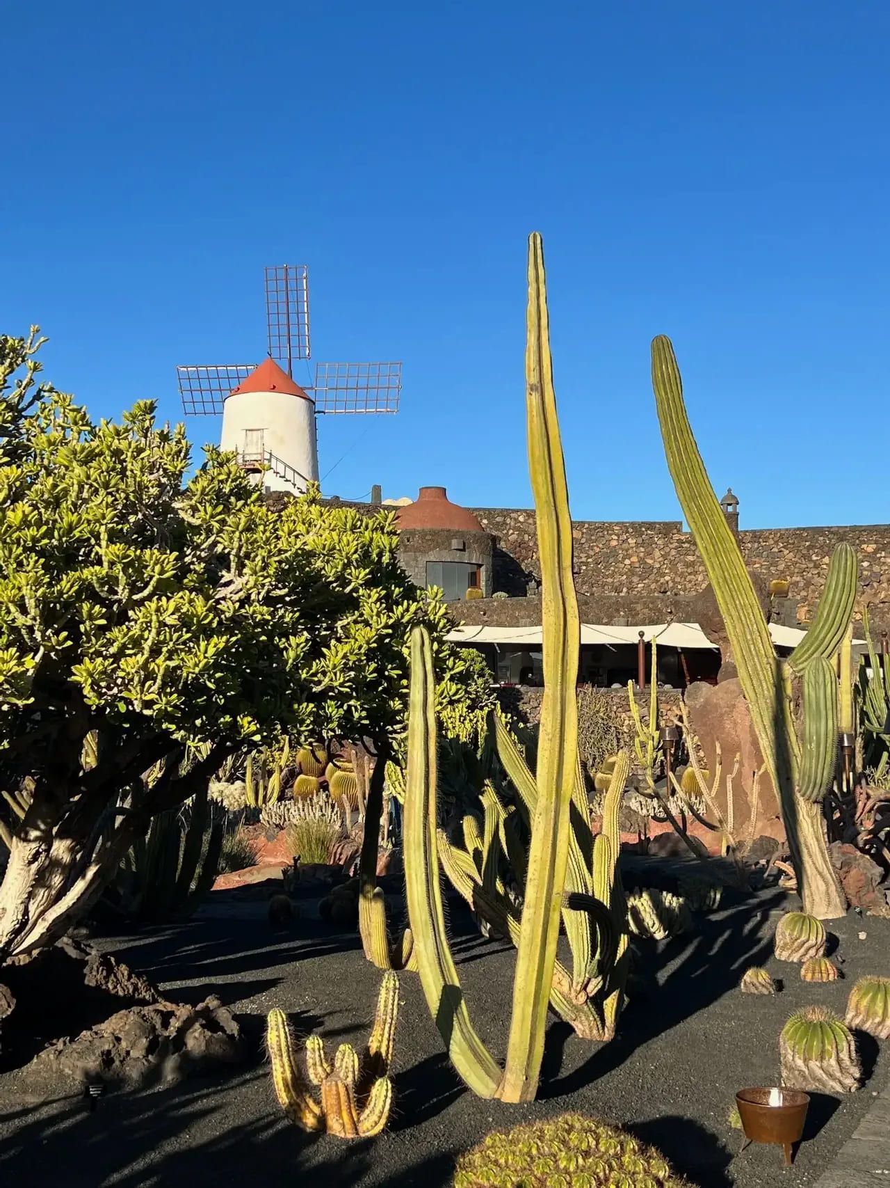 Un giardino pieno di cactus alti e altre piante succulente su terreno scuro, con un mulino a vento bianco sullo sfondo contro un cielo azzurro limpido.