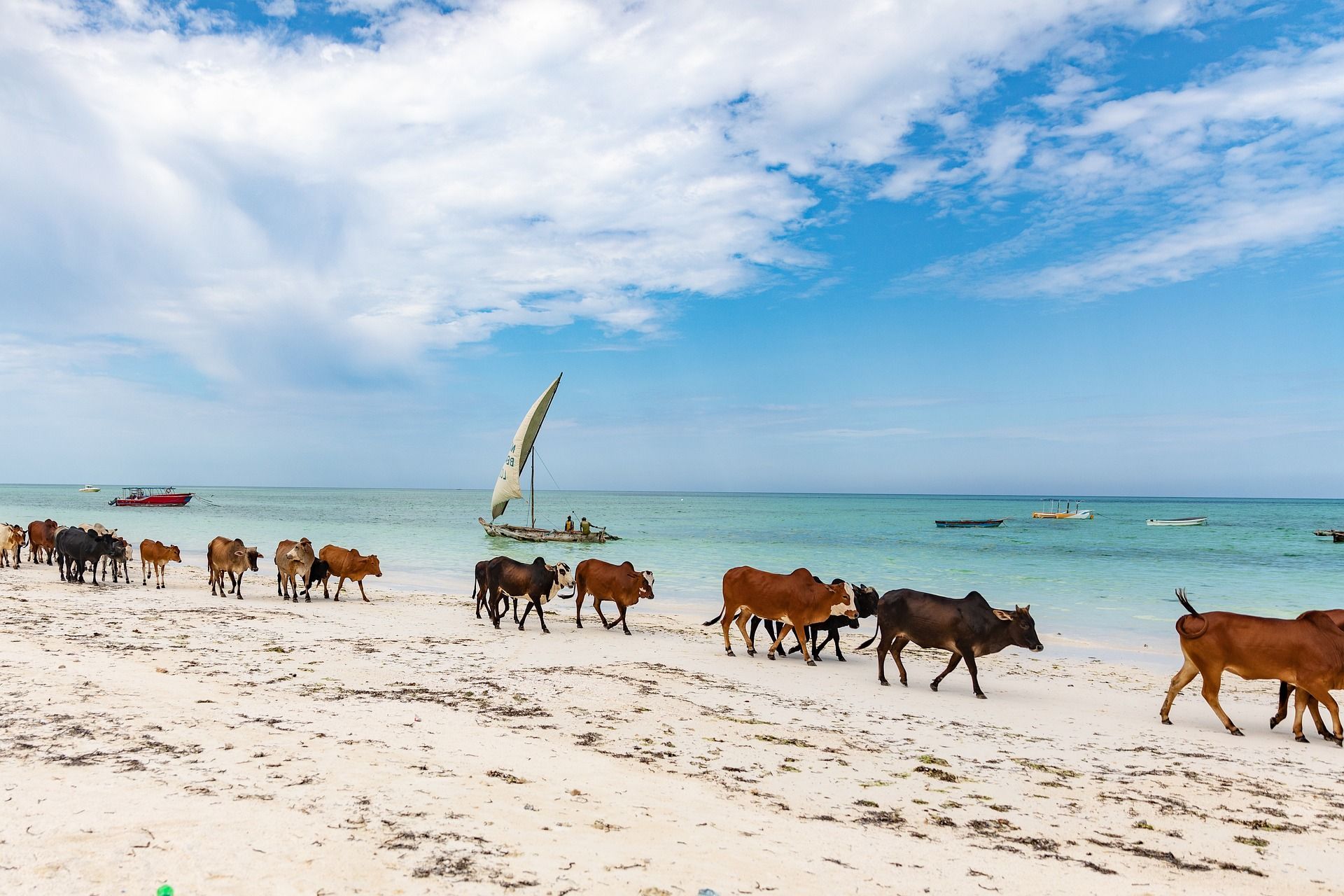 Una mandria di bestiame cammina in fila su una spiaggia di sabbia bianca accanto a un oceano turchese con barche sull'acqua.