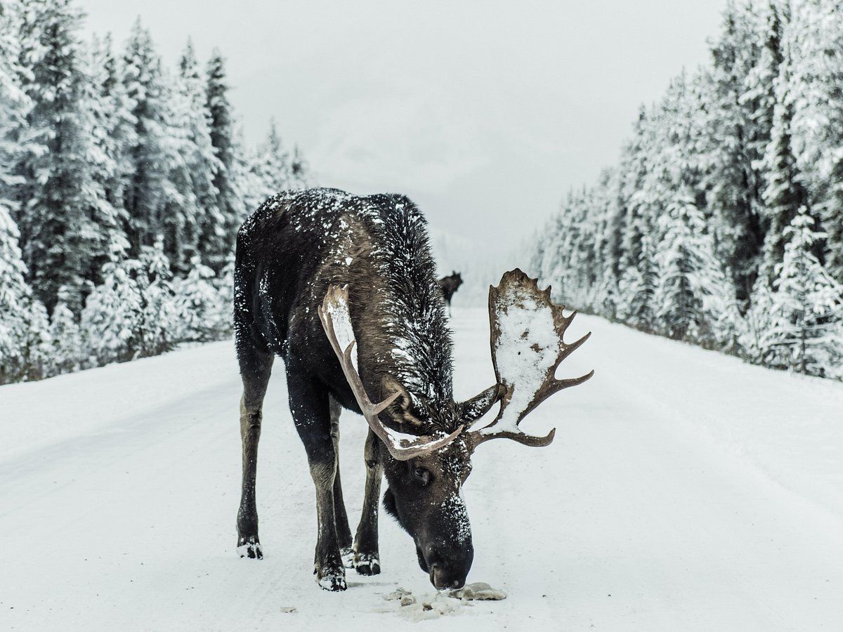 Un grande alce con palchi innevati mangia lungo una strada innevata in una foresta d'inverno.