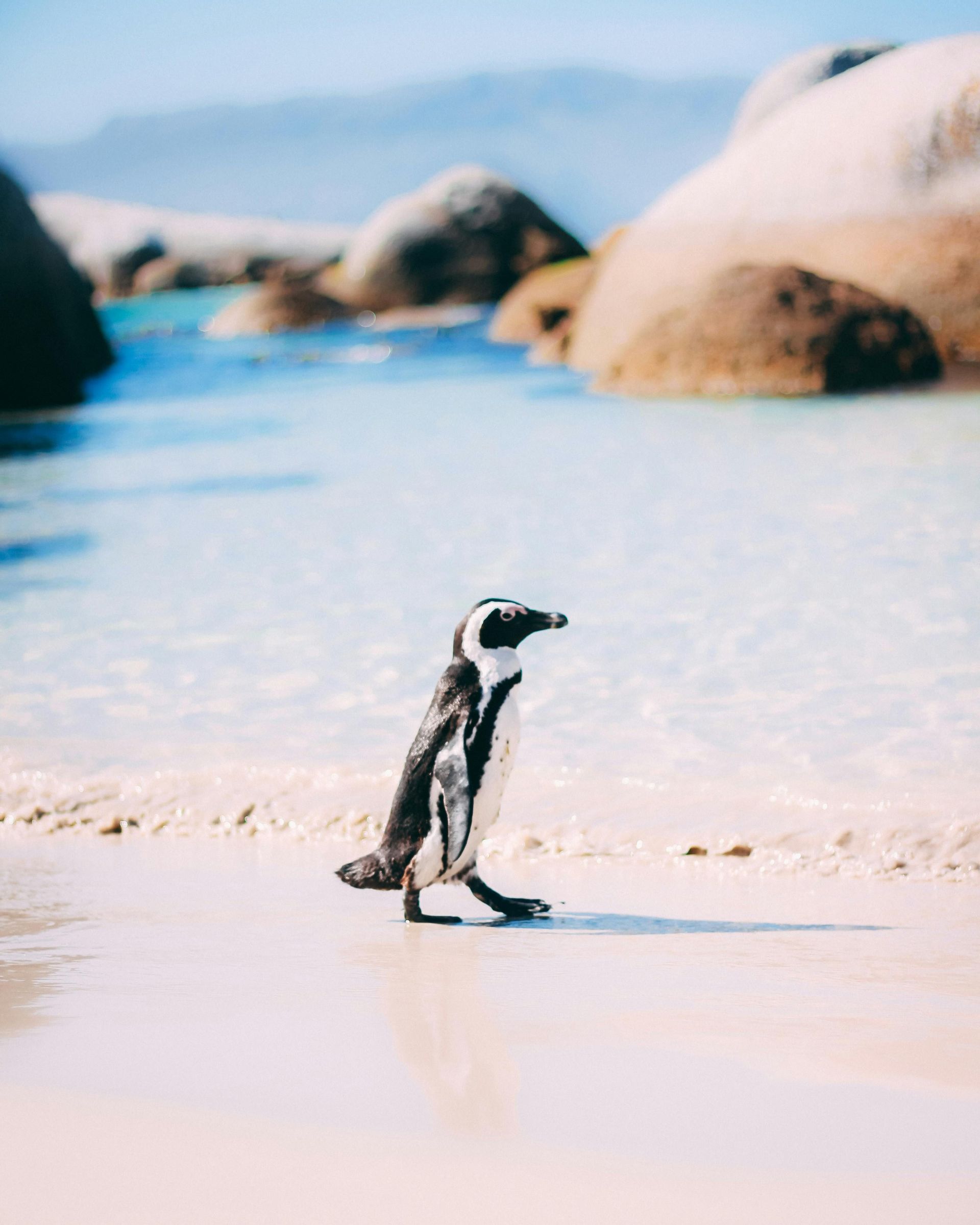 Un pinguino solitario cammina su una spiaggia di sabbia bagnata ai margini dell'acqua blu cristallina, con grandi massi sullo sfondo.