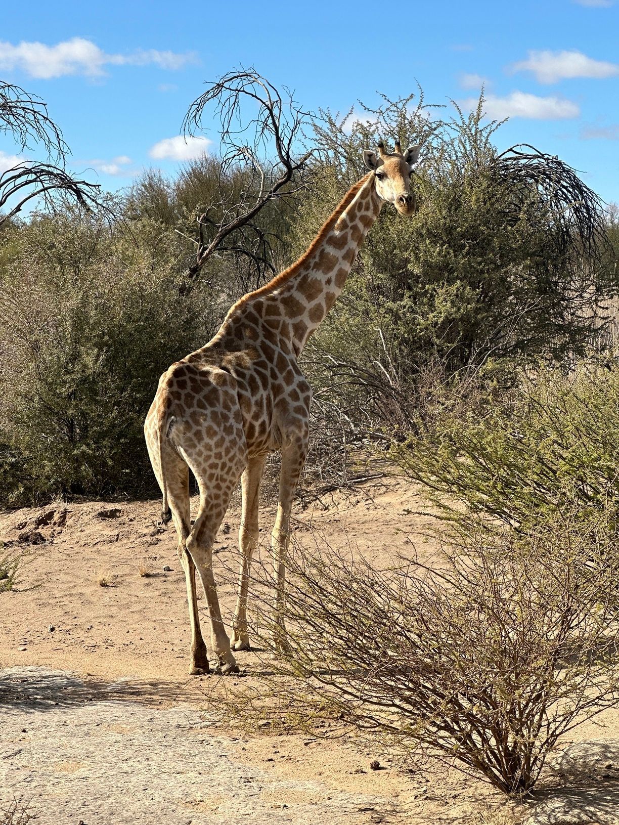 Una giraffa alta si erge su un terreno sabbioso tra arbusti secchi in una savana, voltando la testa per guardare la fotocamera.