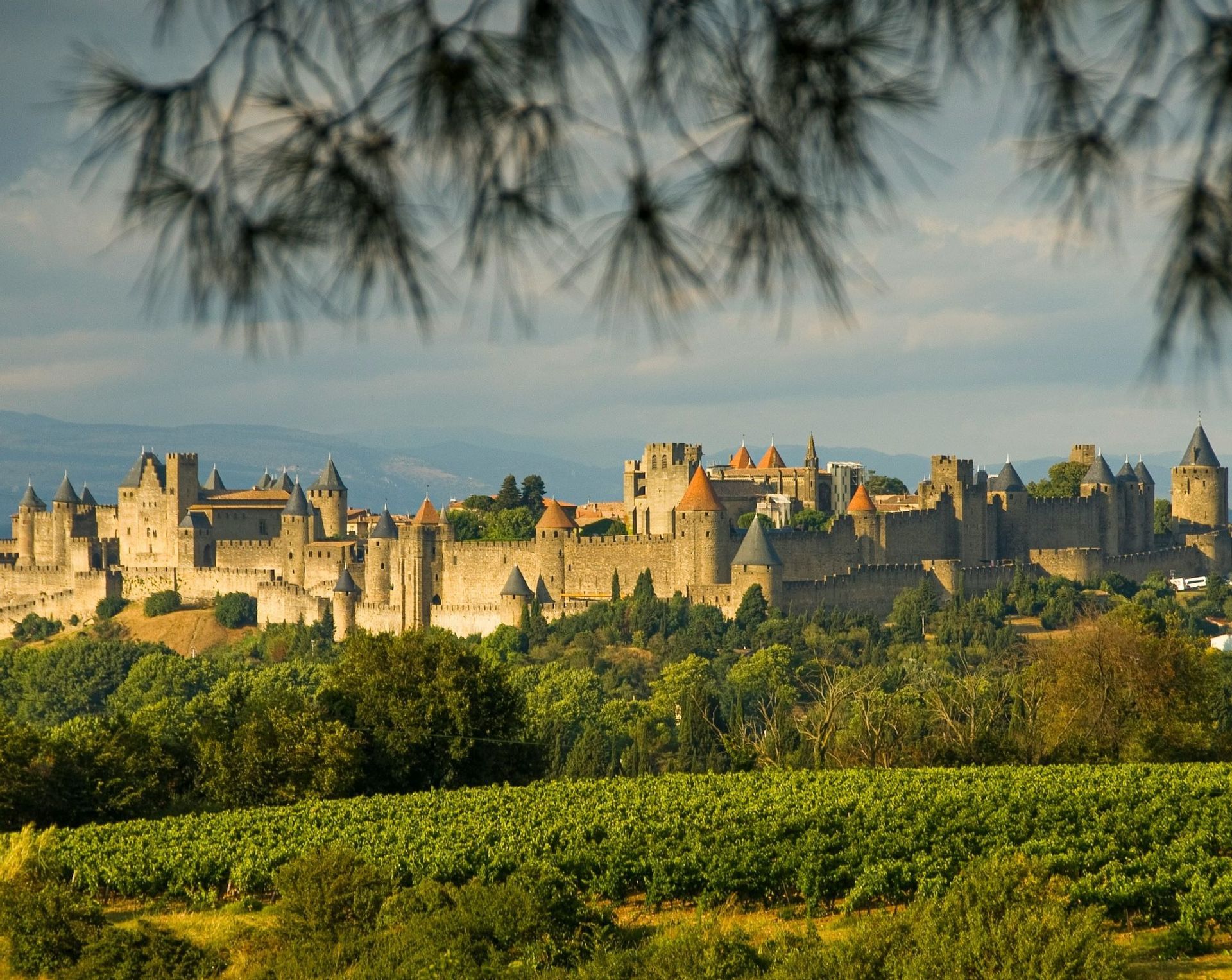 Un castello medievale in pietra con molte torrette sorge su una collina sopra un vigneto verde, visto attraverso aghi di pino sfocati.
