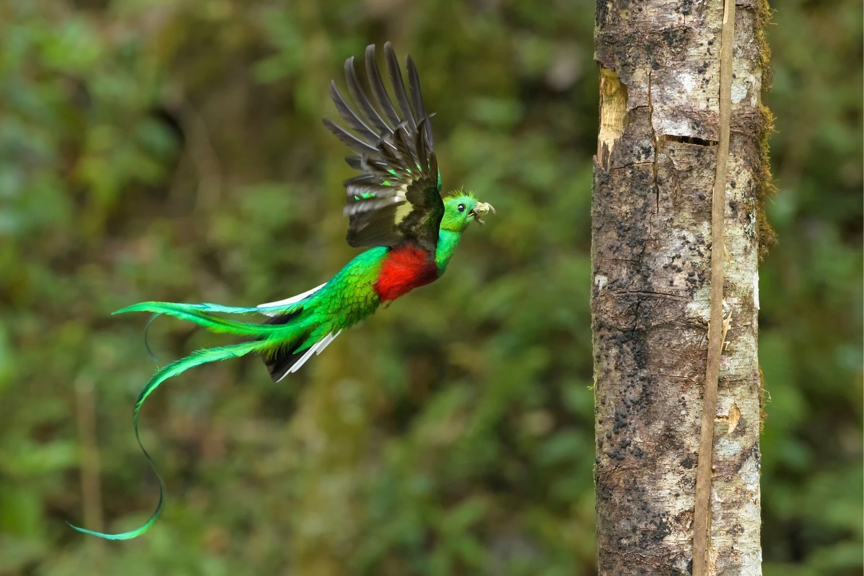 Ein Prachtkamm-Quetzal mit roter Brust und langem grünem Schwanz fliegt mit Futter im Schnabel auf einen Baumstamm zu.
