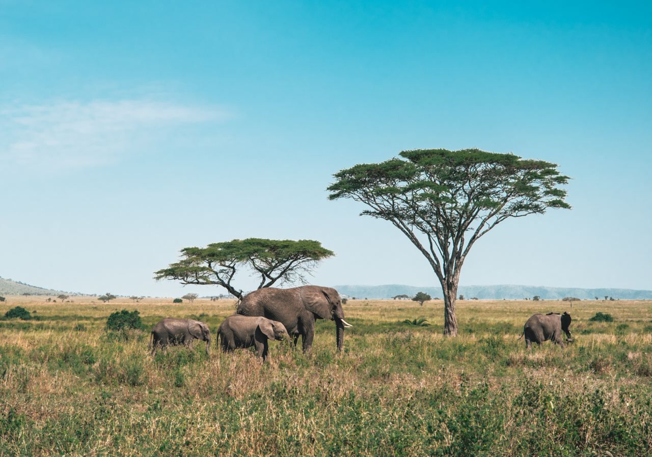 savana-elephants-africa.jpeg