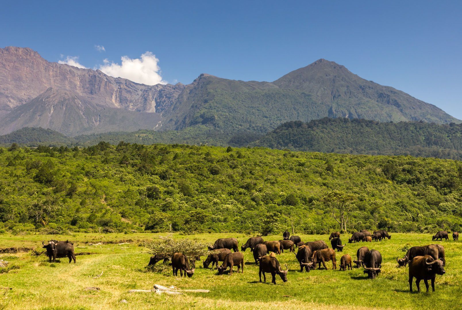 tanzania-travel-buffalo-animals-safari-crater.jpg