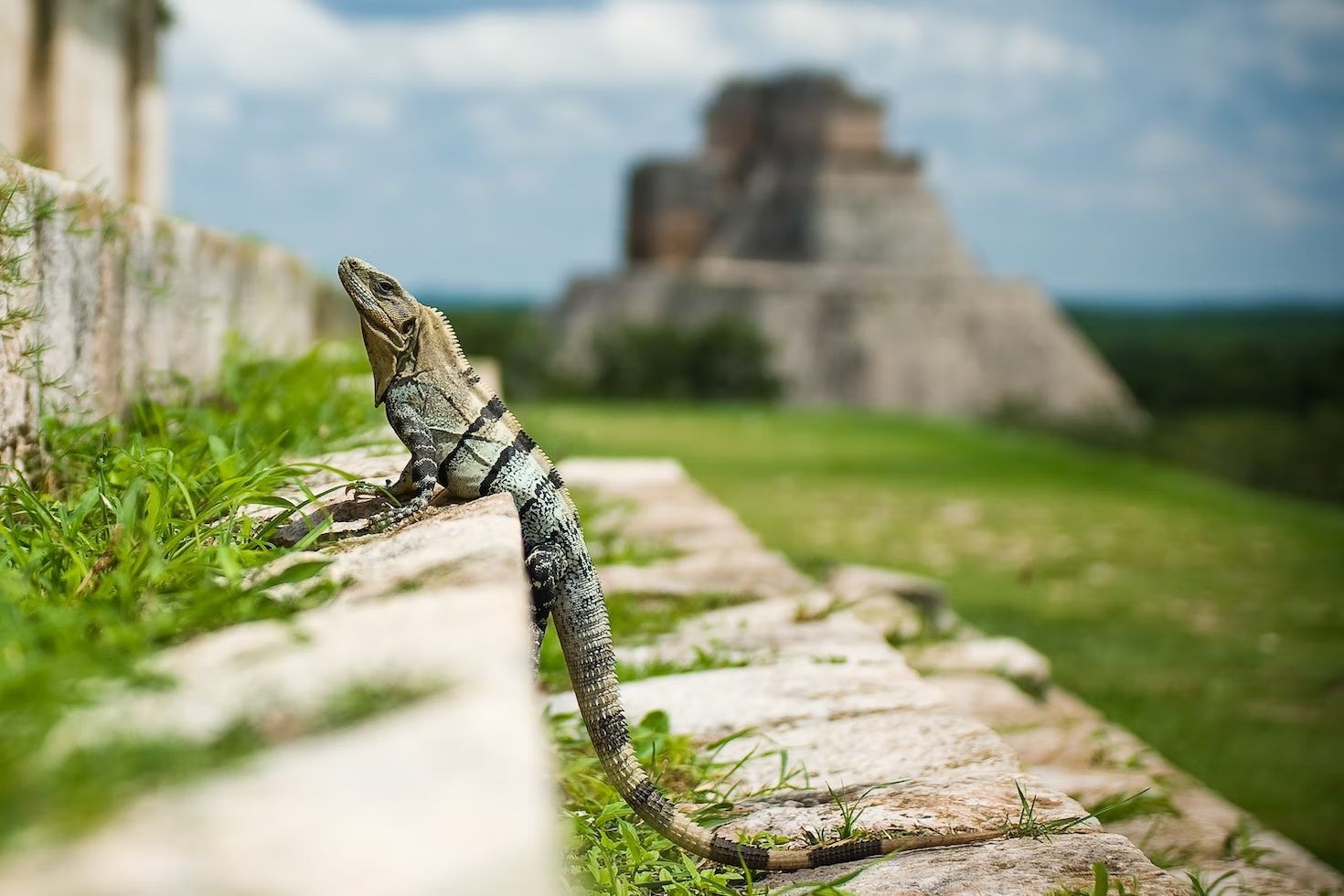 Ein Leguan sonnt sich auf einer Steinmauer, im Hintergrund eine verschwommene alte Steinpyramide.