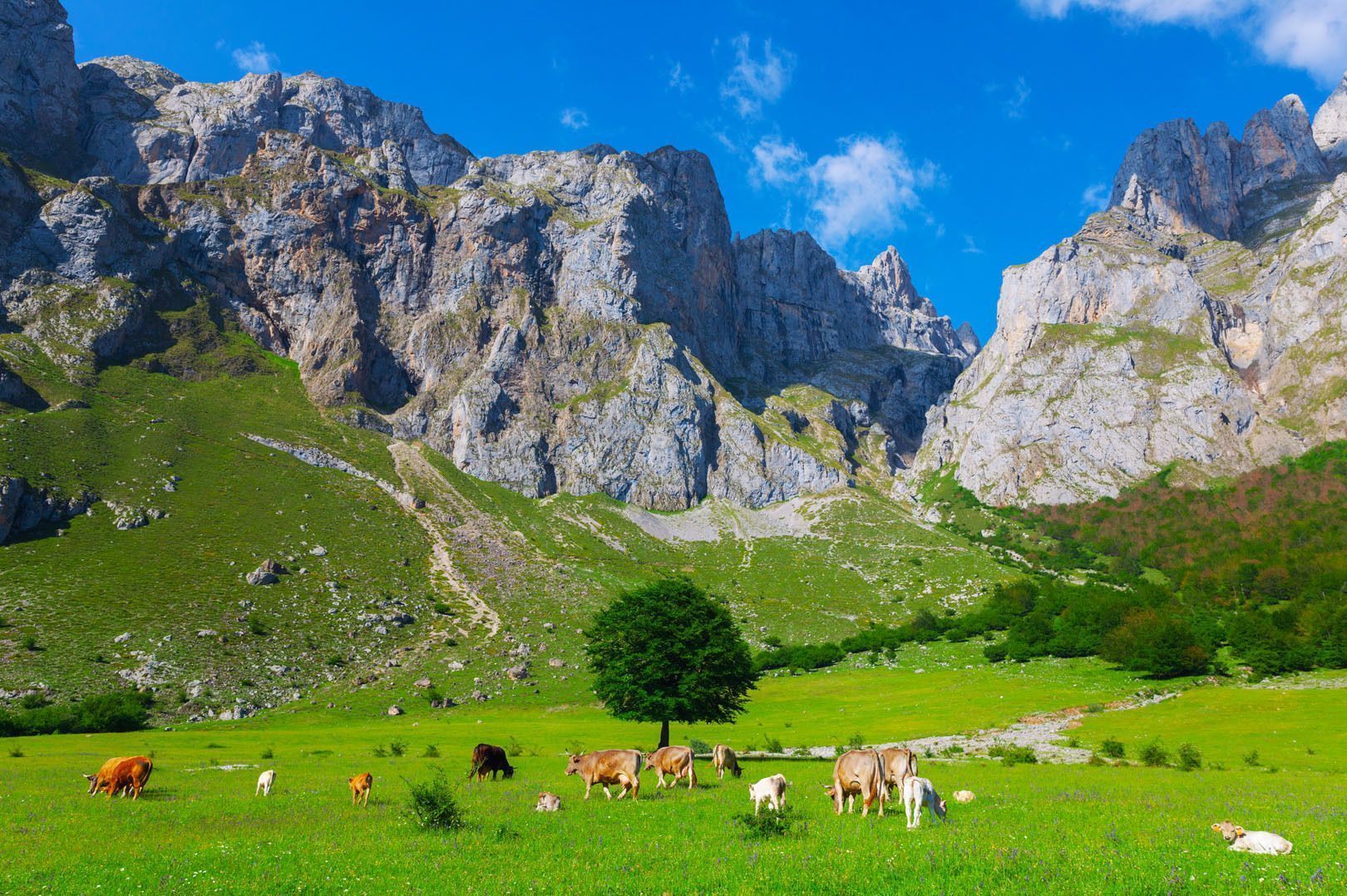 Una manada de vacas pasta en un prado verde vibrante al pie de montañas rocosas escarpadas bajo un cielo azul claro.