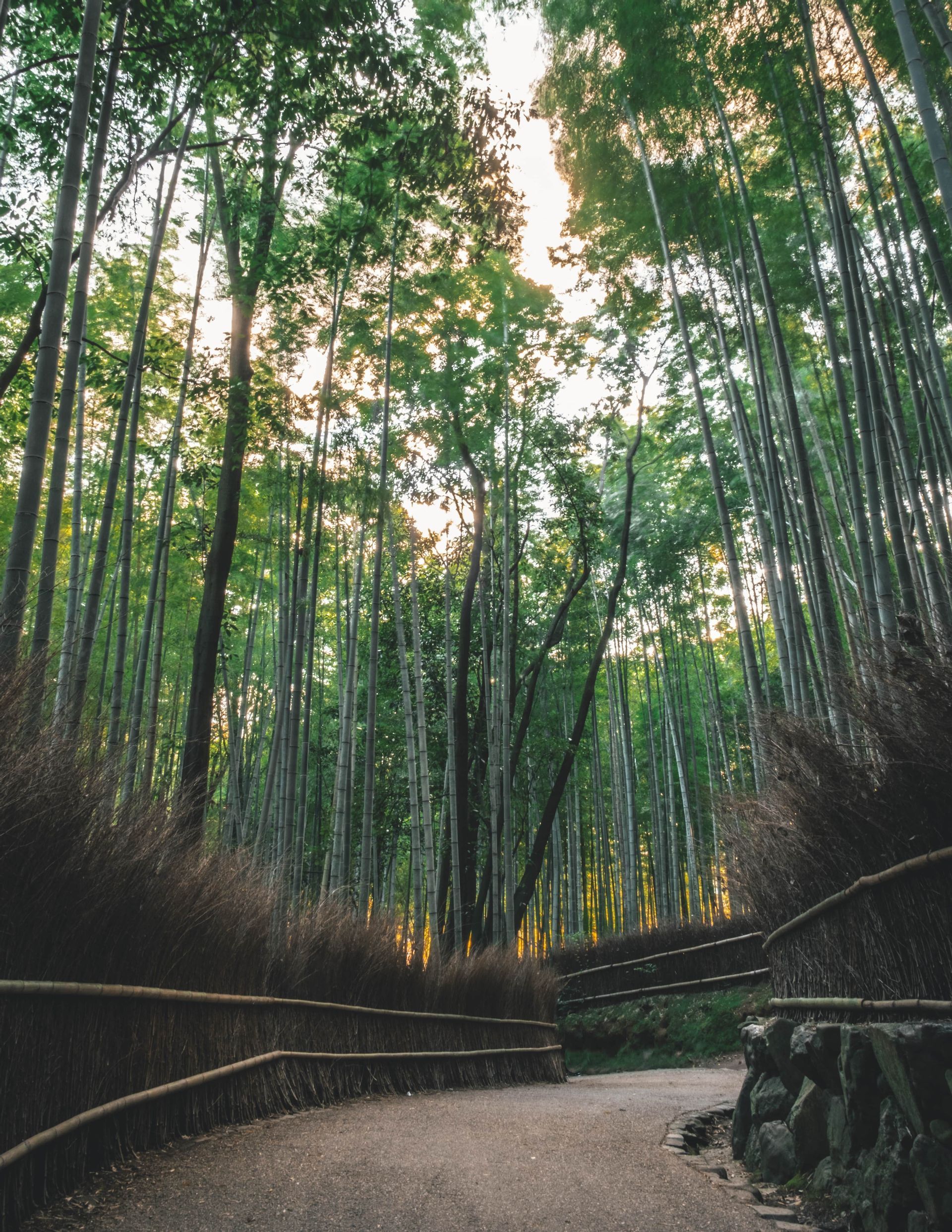 japan-forest-bamboo-nature.jpg