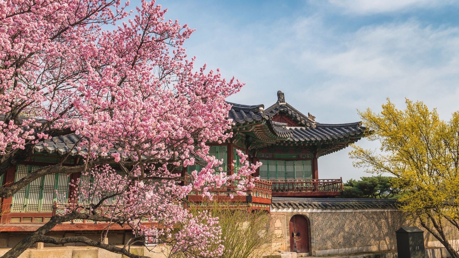 Un ciliegio rosa in piena fioritura incornicia un edificio tradizionale in stile est-asiatico con tetto in tegole.