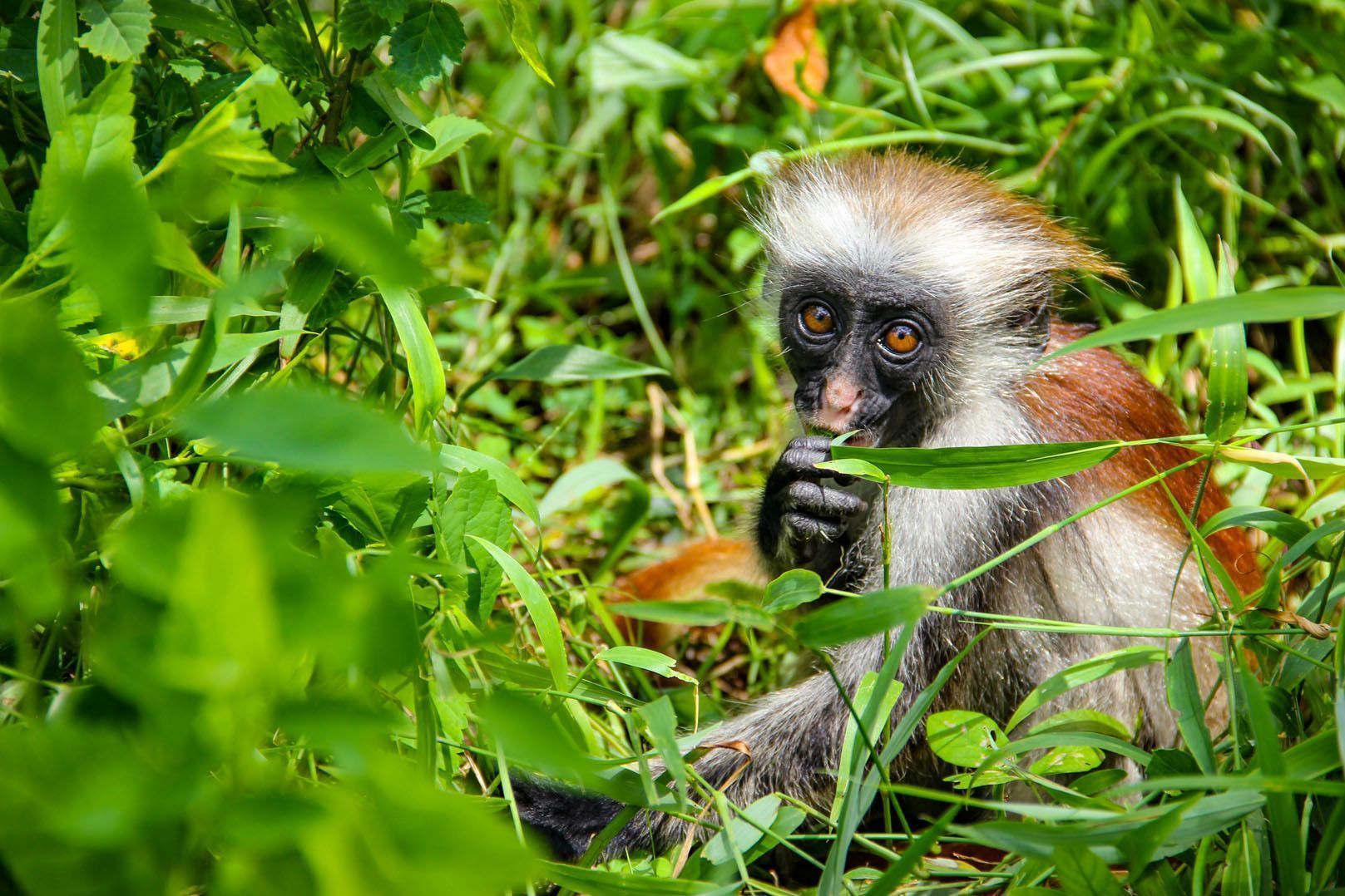 Forest-monkey-animal