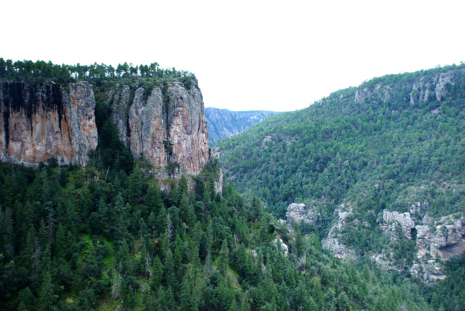 Nature-landscape-forest.jpg
