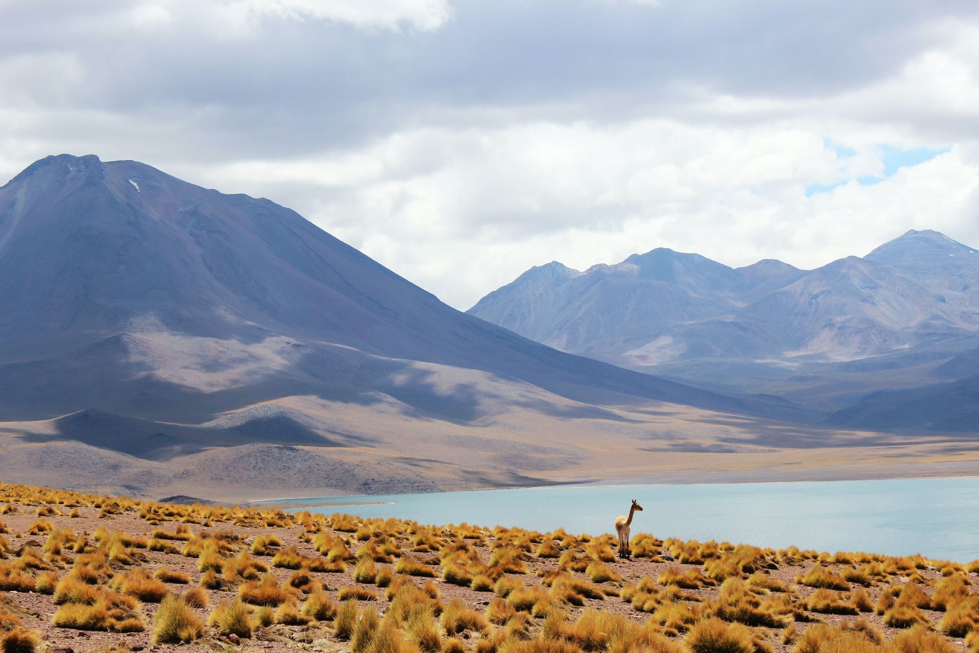 Landscape-mountain-lake-animal.jpg