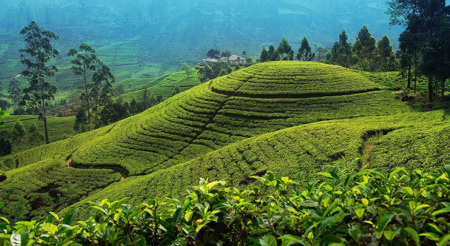 Une vue panoramique sur de vibrantes plantations de thé vert couvrant des collines en terrasses sous un ciel bleu et brumeux.