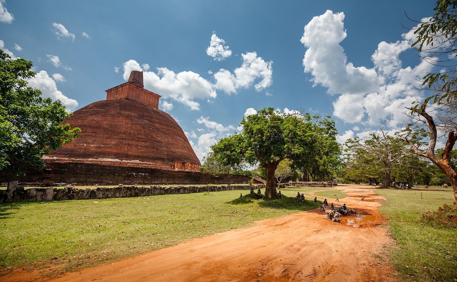Un grand stupa en brique rouge se dresse dans un champ verdoyant, près d'un chemin de terre où un groupe de singes est rassemblé autour d'une flaque sous un ciel bleu.