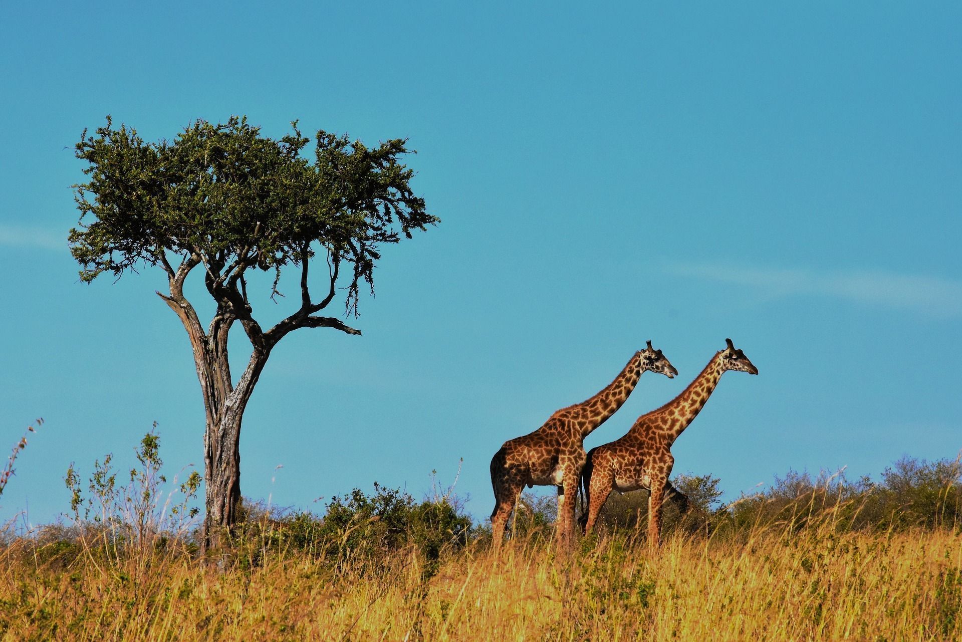 Foto di due giraffe nella savana in Tanzania - WeRoad