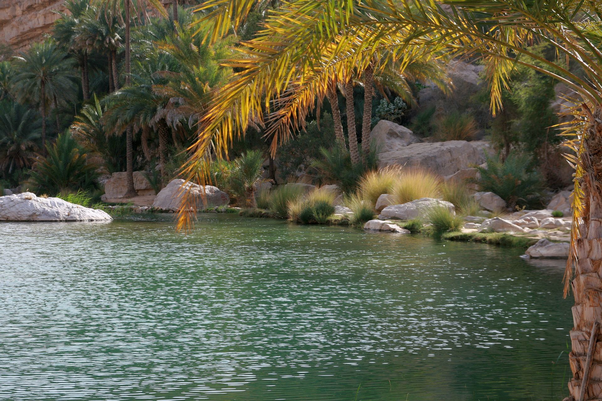 Ein grüner Teich in einer Oase, mit Palmen und Schilf an den felsigen Ufern.