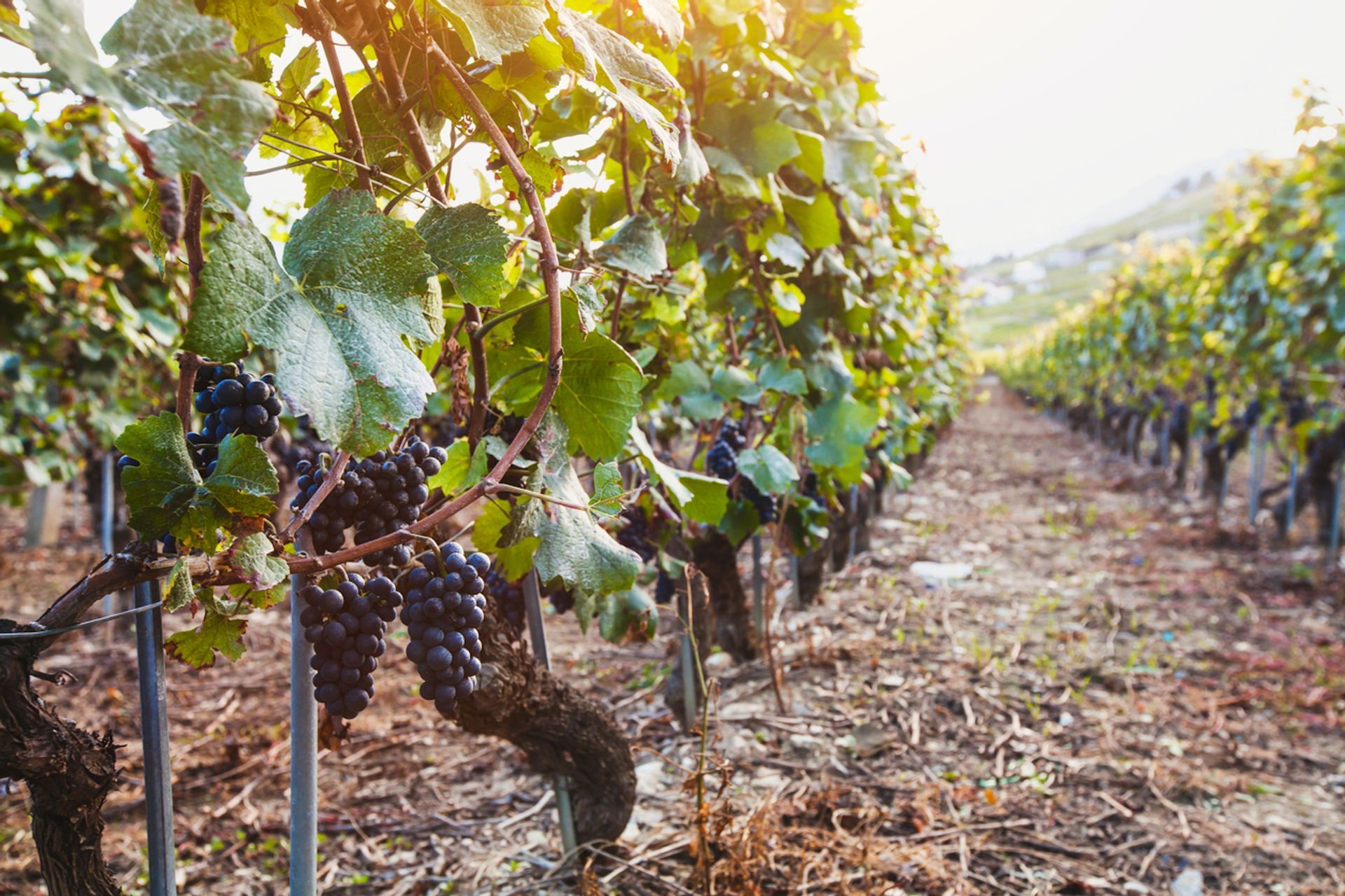 Primo piano di uva viola matura che pende da una vite contorta in un filare di vigneto illuminato dal sole.