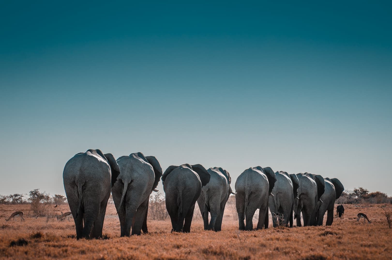 Rear view of a herd of elephants walking in a line across a dry savanna under a large, clear blue sky.