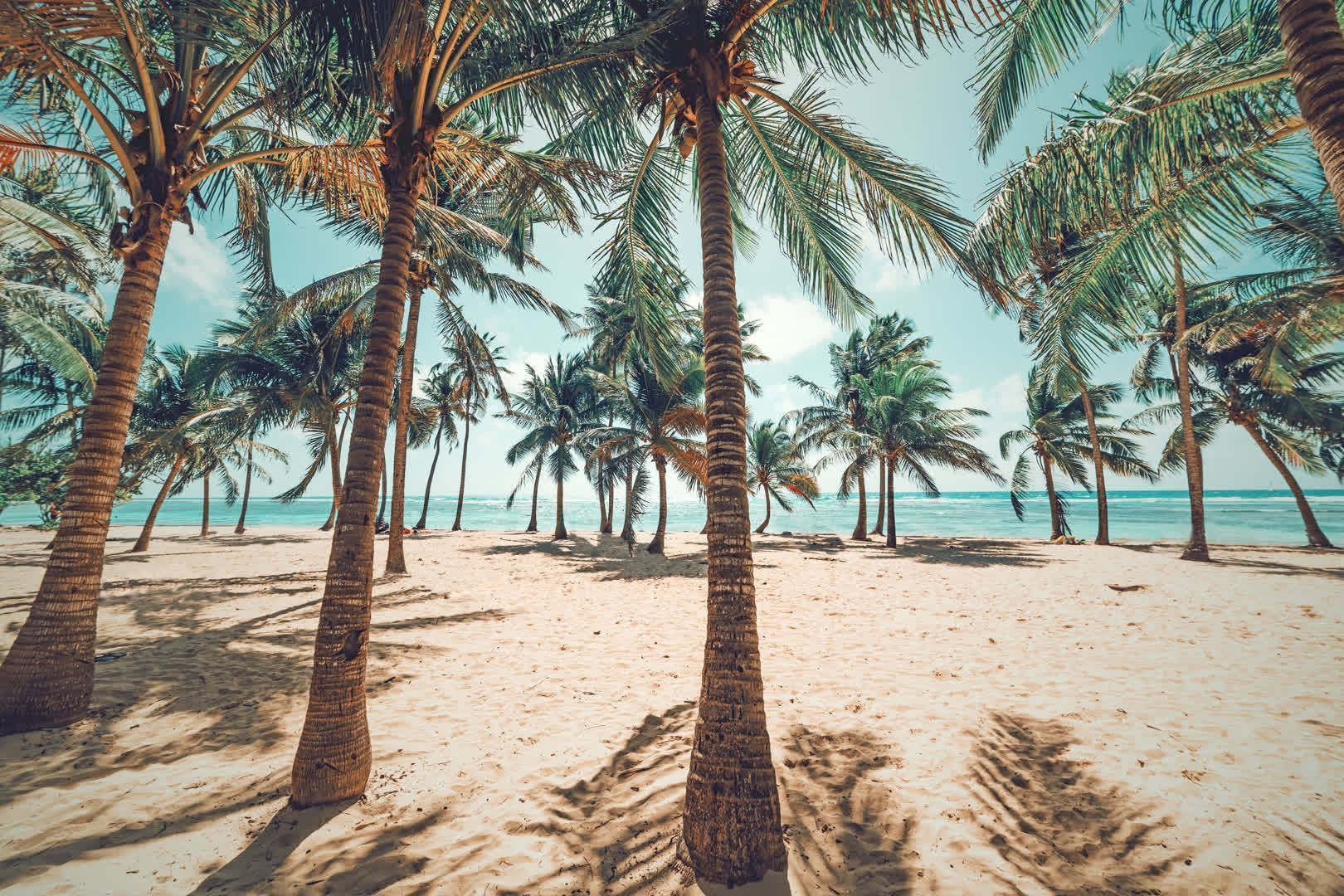 guadeloupe-beach-palm-sea-sand-relax-tour-discovery.jpeg