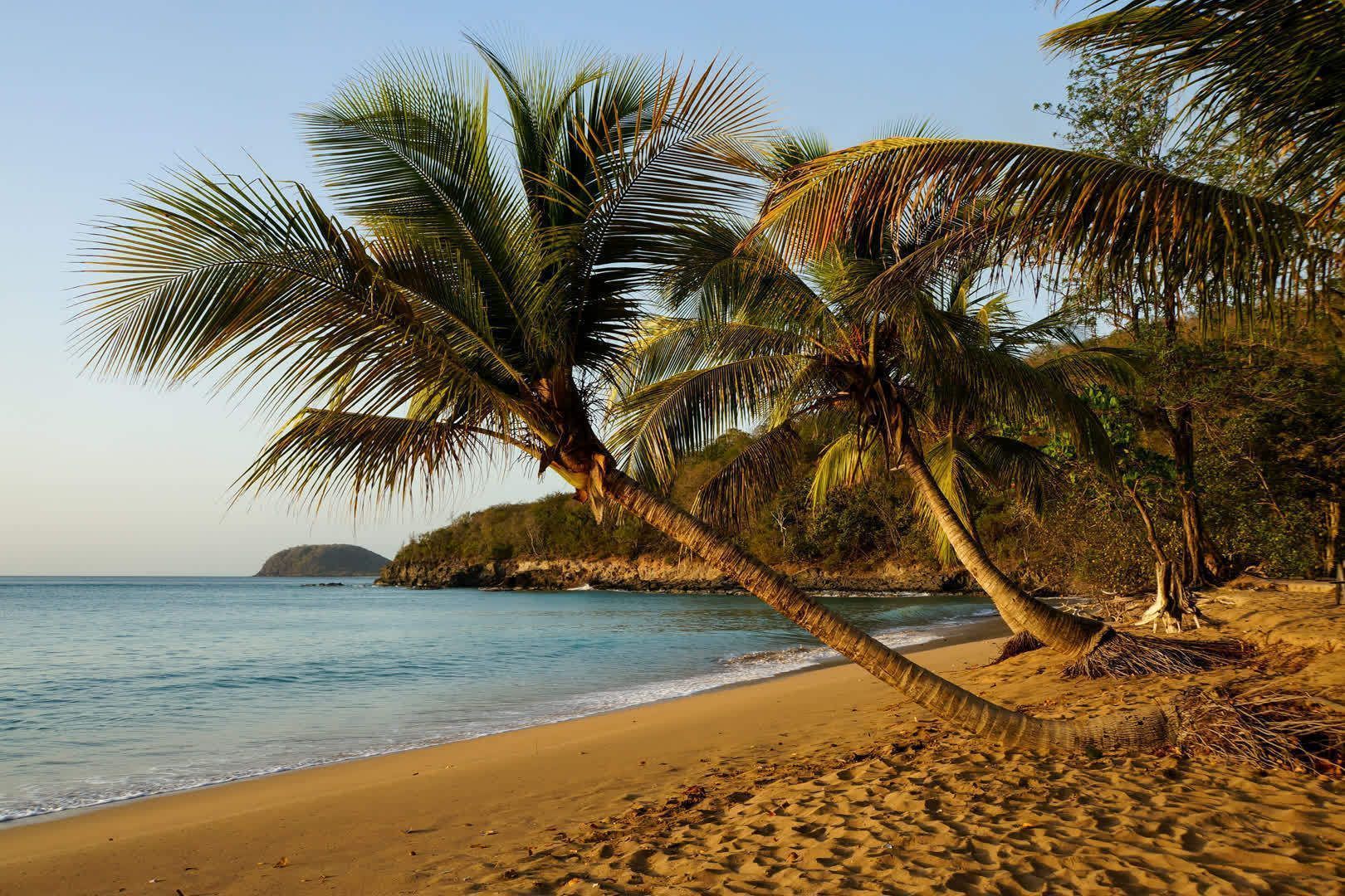 palms-trees-guadeloupe-beach-life-tour-trip-weroad-group-people.jpeg