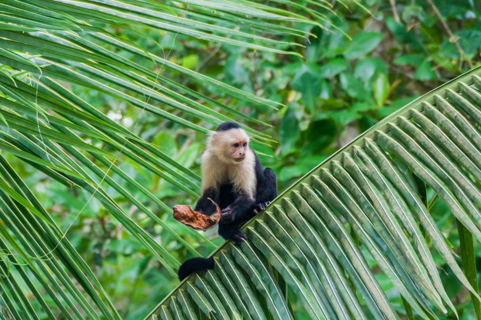 monkey-costa-rica-manuel-antonio-national-park.jpg