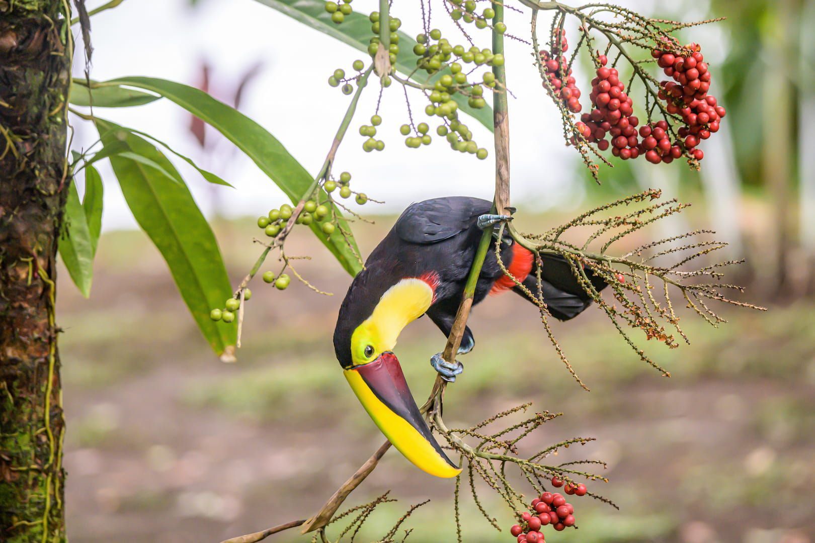 costa-rica-tucan-tree-animals-birds-tour.jpg