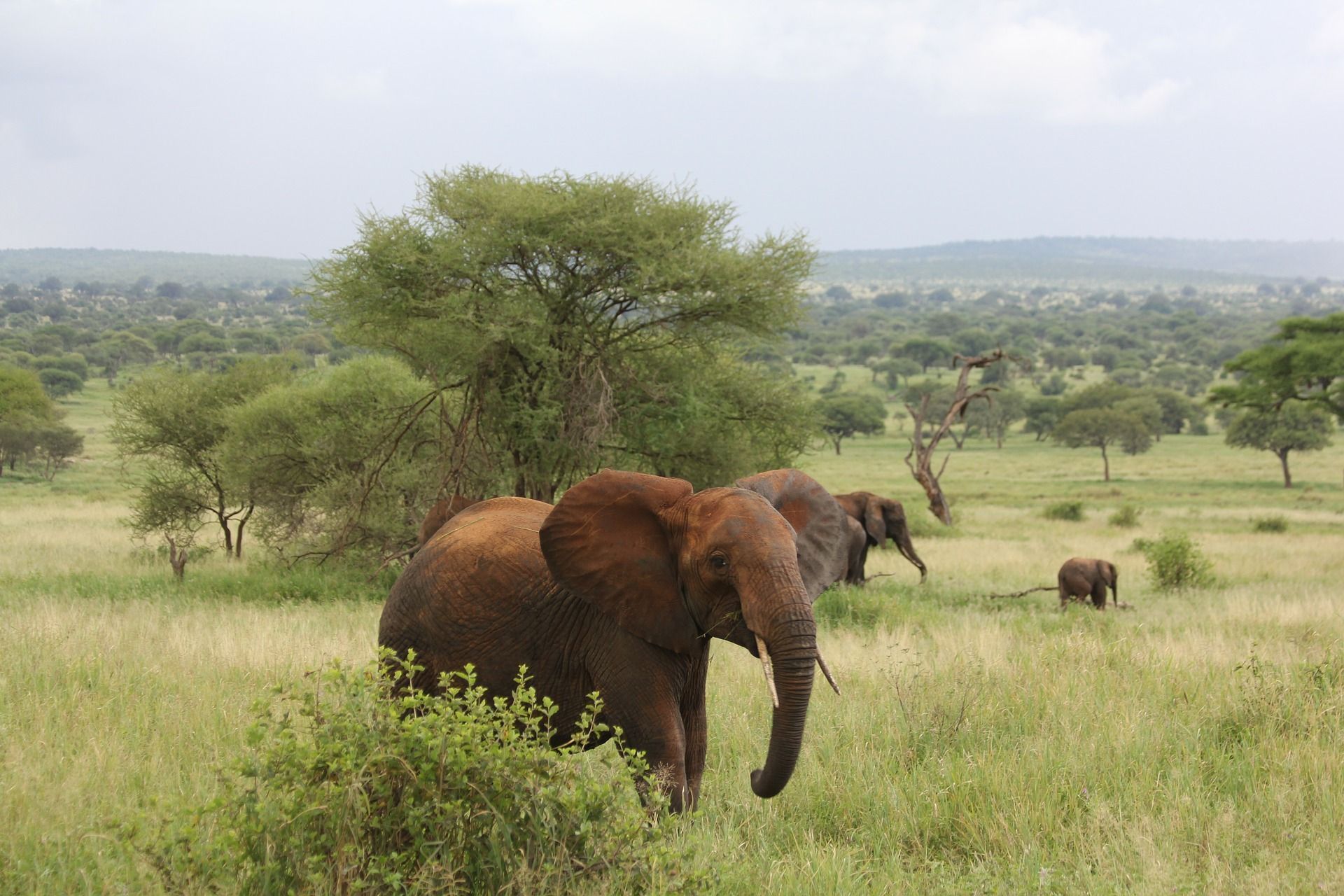 Foto di un elefante nella savana in Tanzania - WeRoad