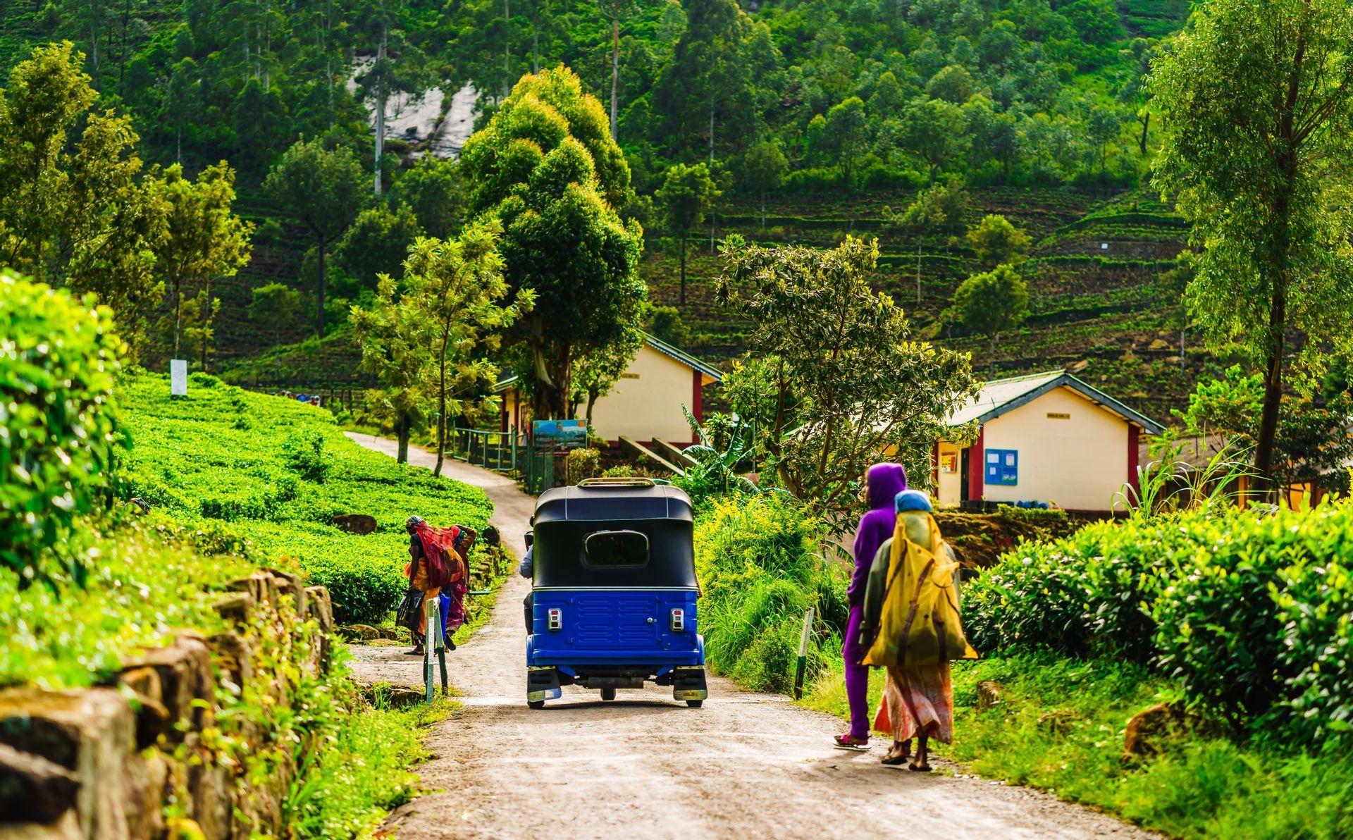 Un tuk-tuk blu e persone su una strada sterrata che si snoda attraverso rigogliose piantagioni di tè verdi su un fianco di collina terrazzato.