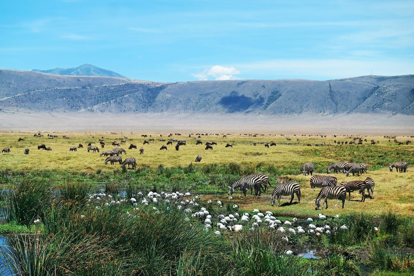 Foto panoramica della savana con animali - WeRoad