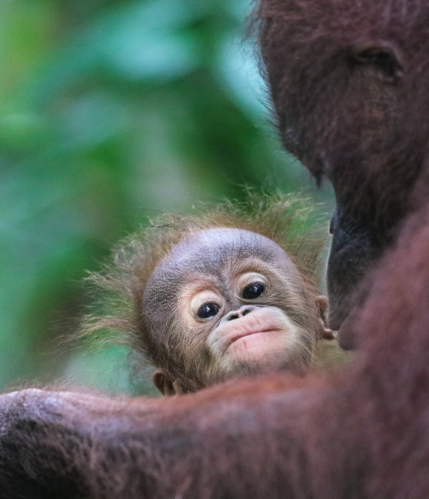 Un primer plano de una cría de orangután con ojos grandes asomándose por encima del hombro de su madre, con un fondo verde borroso.