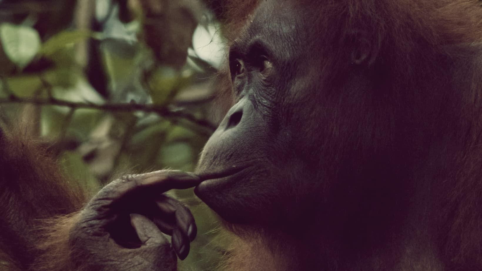 Un gros plan de profil d'un orang-outan posant son doigt sur ses lèvres, sur un fond vert flou.