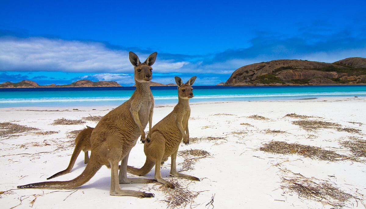 Two kangaroos stand on a white sand beach, with turquoise water and distant islands under a blue sky.