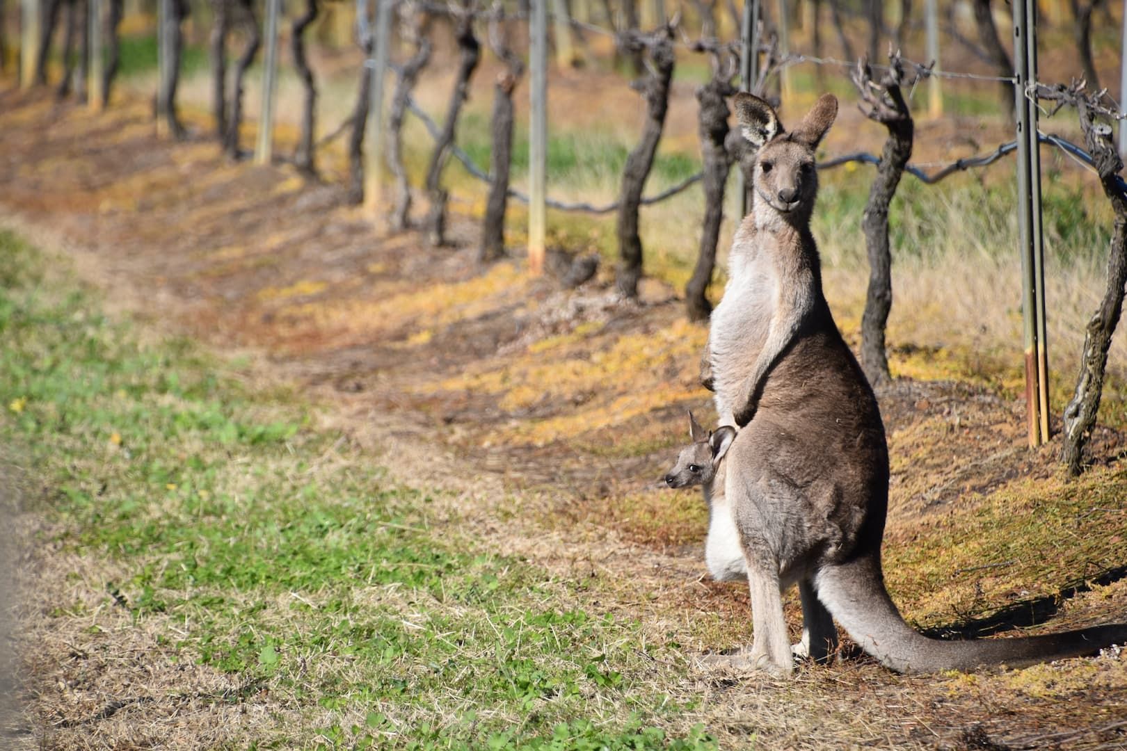 weroad-viaggio-australia-14-giorni