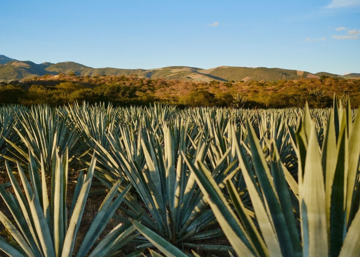 plantios-de-agave-especial.jpeg